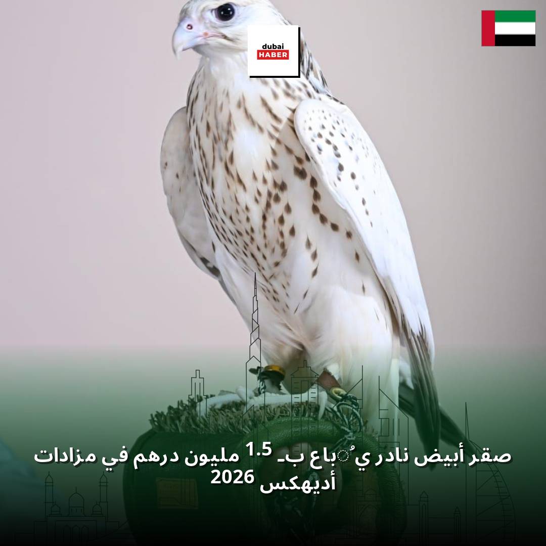 صقر أبيض نادر يُباع بـ 1.5 مليون درهم في مزادات أديهكس 2026