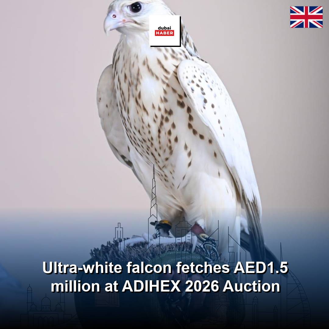 Ultra-white falcon fetches AED1.5 million at ADIHEX 2026 Auction
