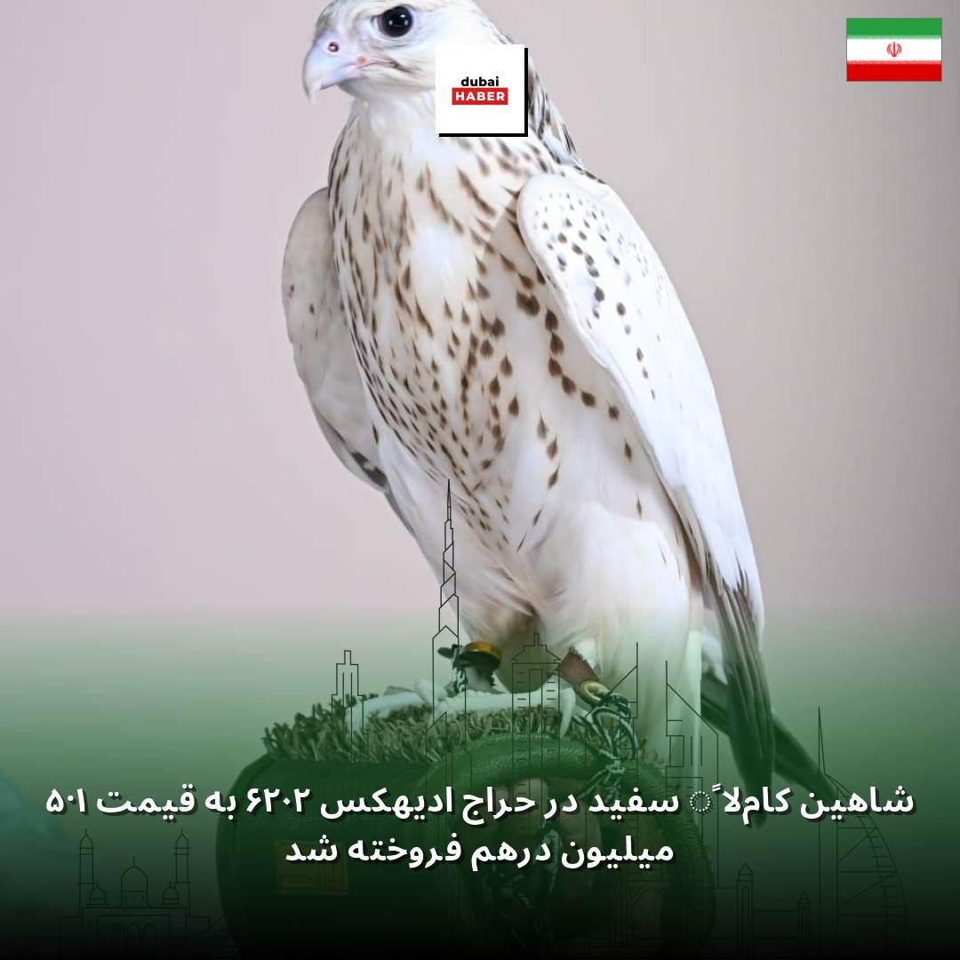 شاهین کاملاً سفید در حراج ادیهکس ۲۰۲۶ به قیمت ۱.۵ میلیون درهم فروخته شد