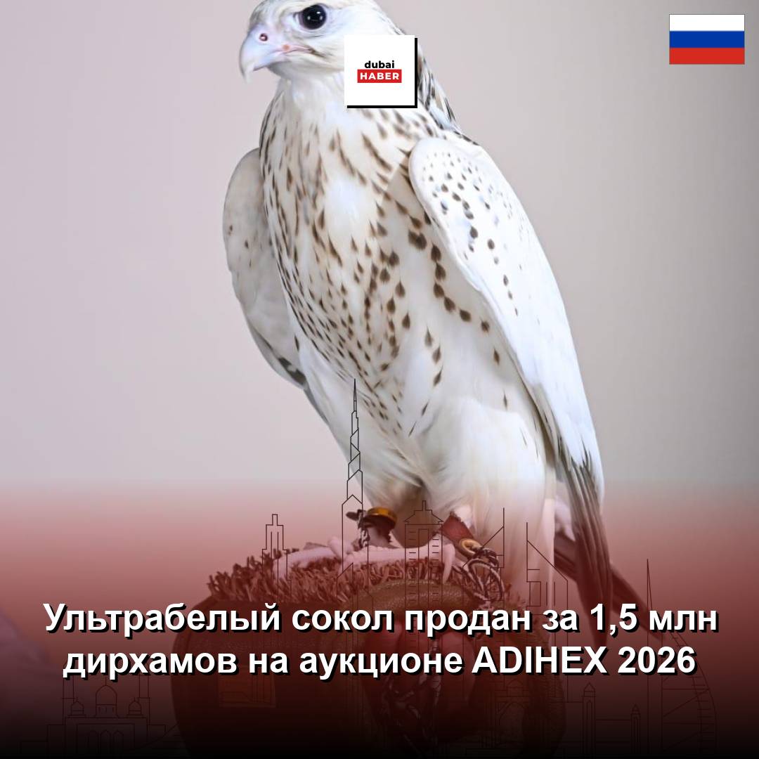 Ультрабелый сокол продан за 1,5 млн дирхамов на аукционе ADIHEX 2026