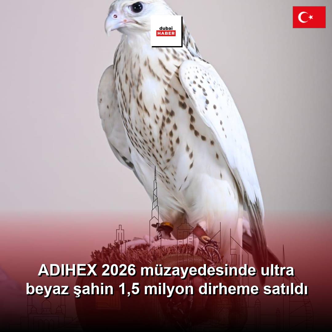 ADIHEX 2026 müzayedesinde ultra beyaz şahin 1,5 milyon dirheme satıldı
