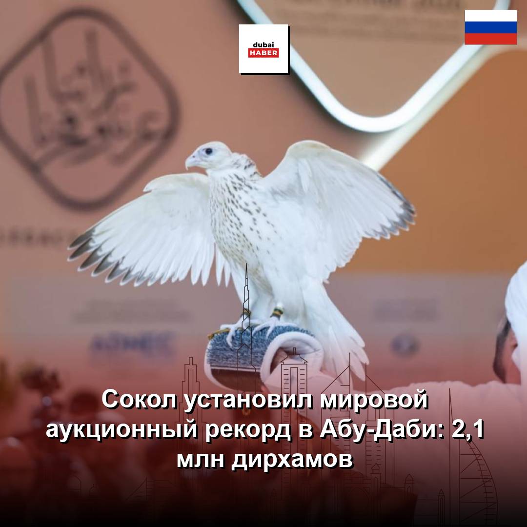 Сокол установил мировой аукционный рекорд в Абу-Даби: 2,1 млн дирхамов
