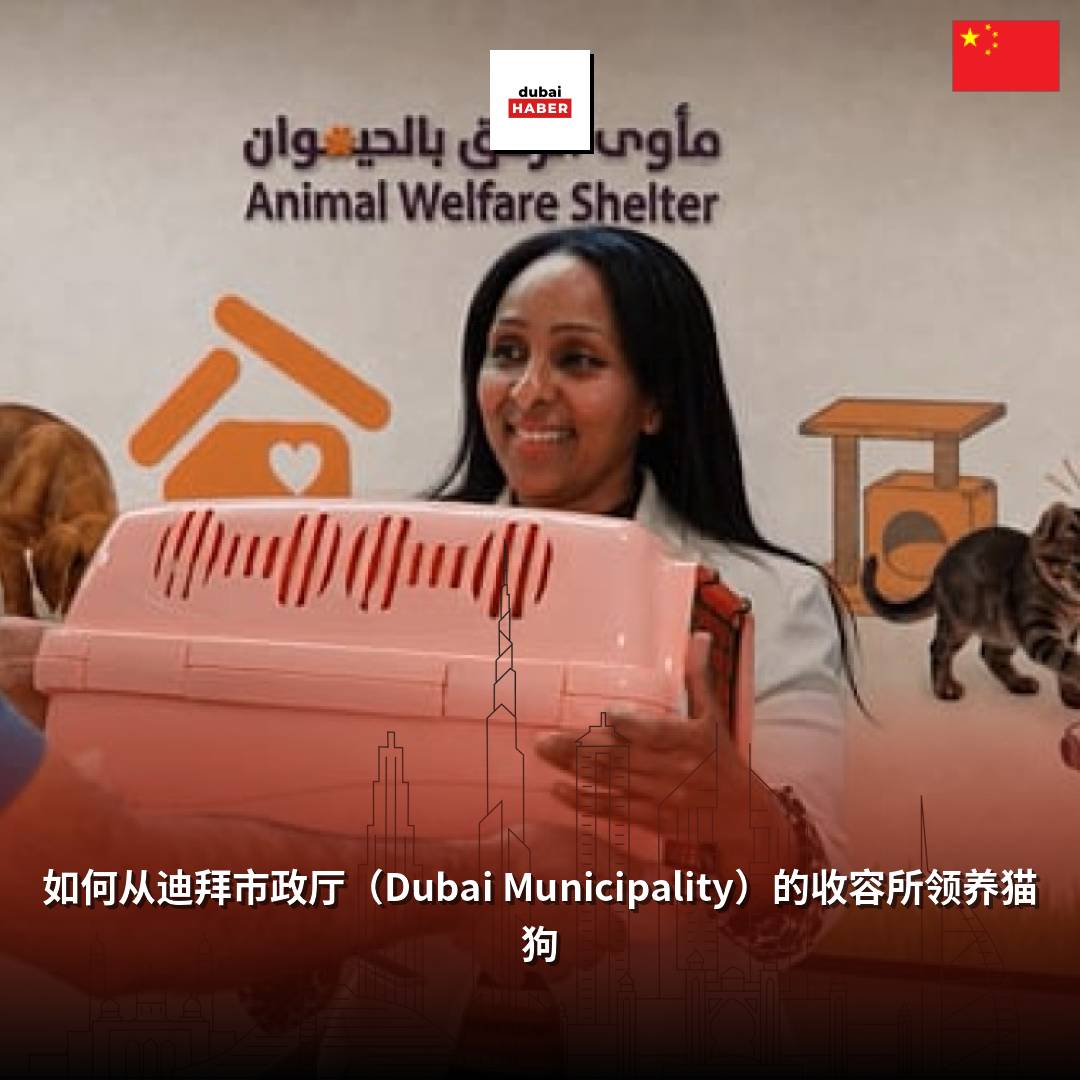 如何从迪拜市政厅（Dubai Municipality）的收容所领养猫狗
