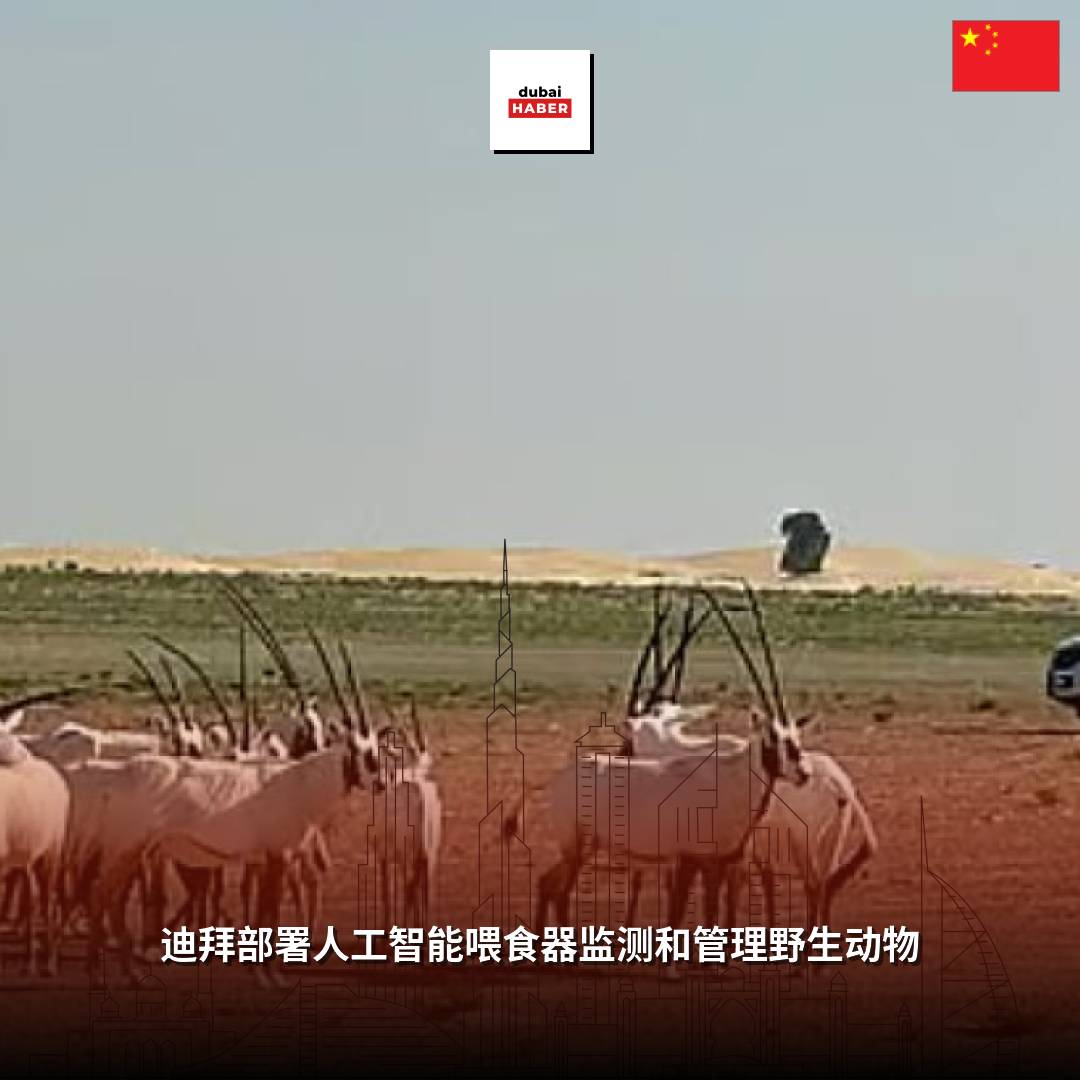 迪拜部署人工智能喂食器监测和管理野生动物