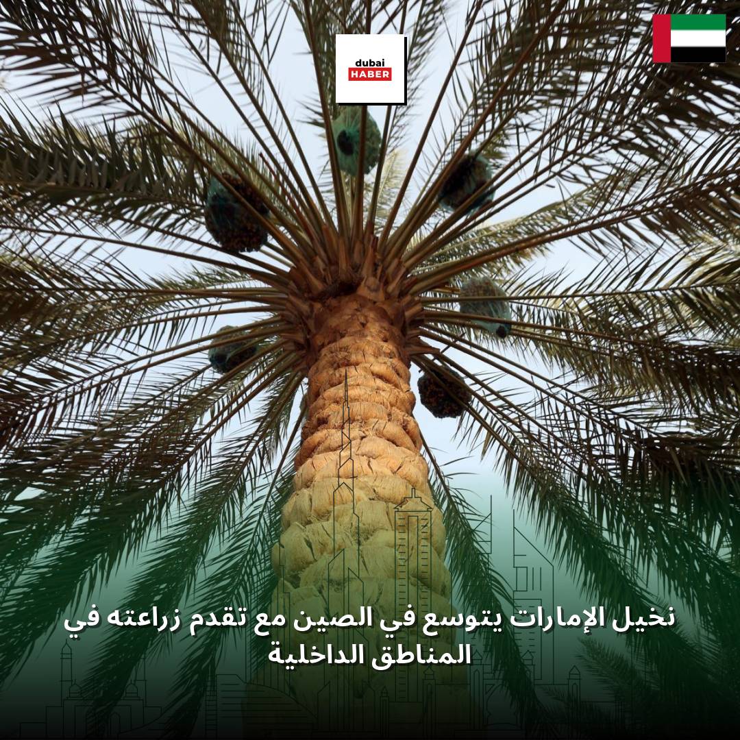نخيل الإمارات يتوسع في الصين مع تقدم زراعته في المناطق الداخلية