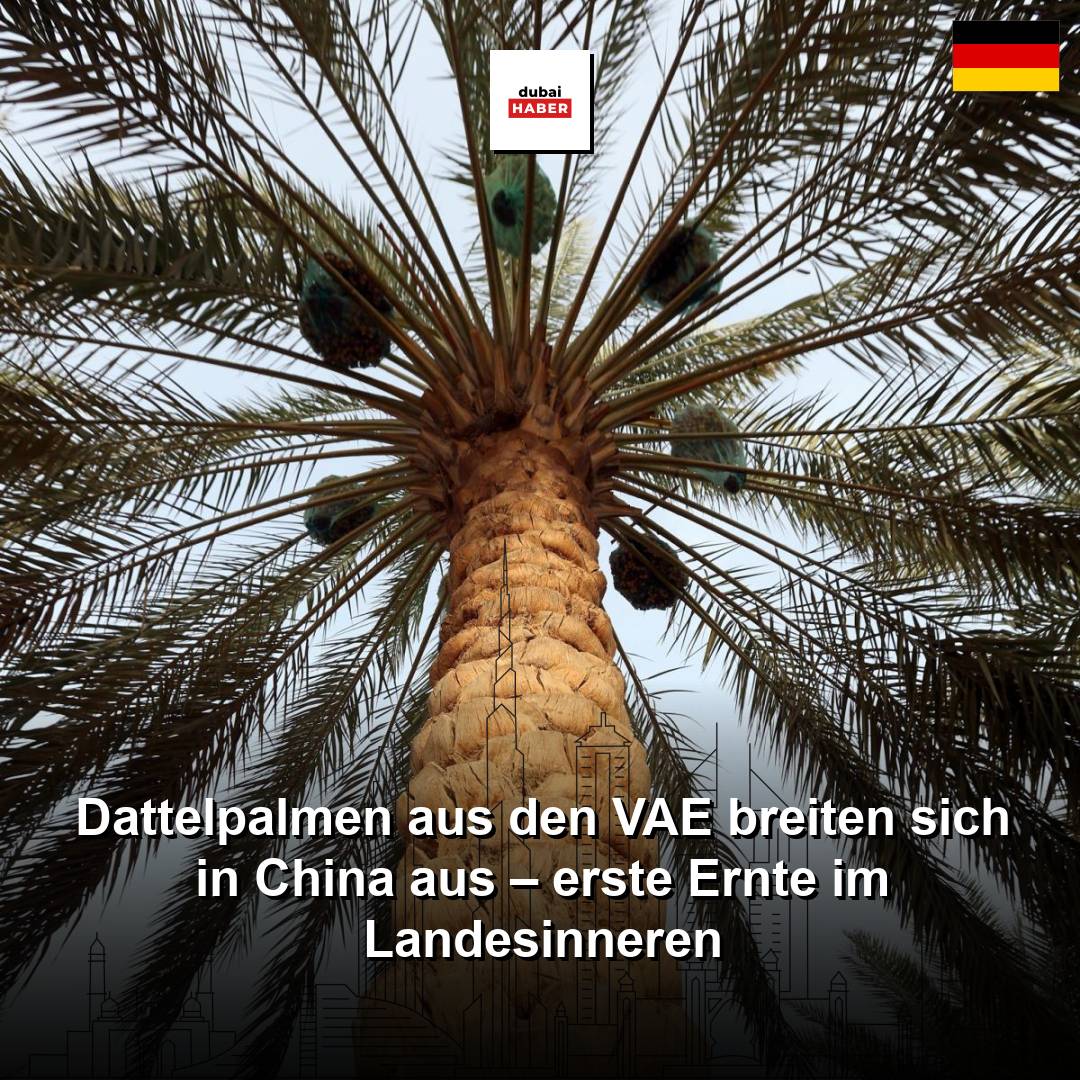 Dattelpalmen aus den VAE breiten sich in China aus – erste Ernte im Landesinneren