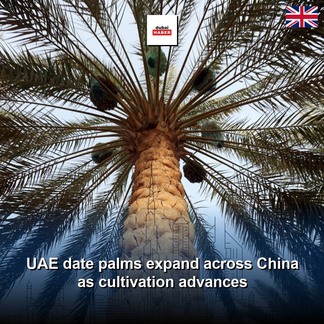 UAE date palms expand across China as cultivation advances