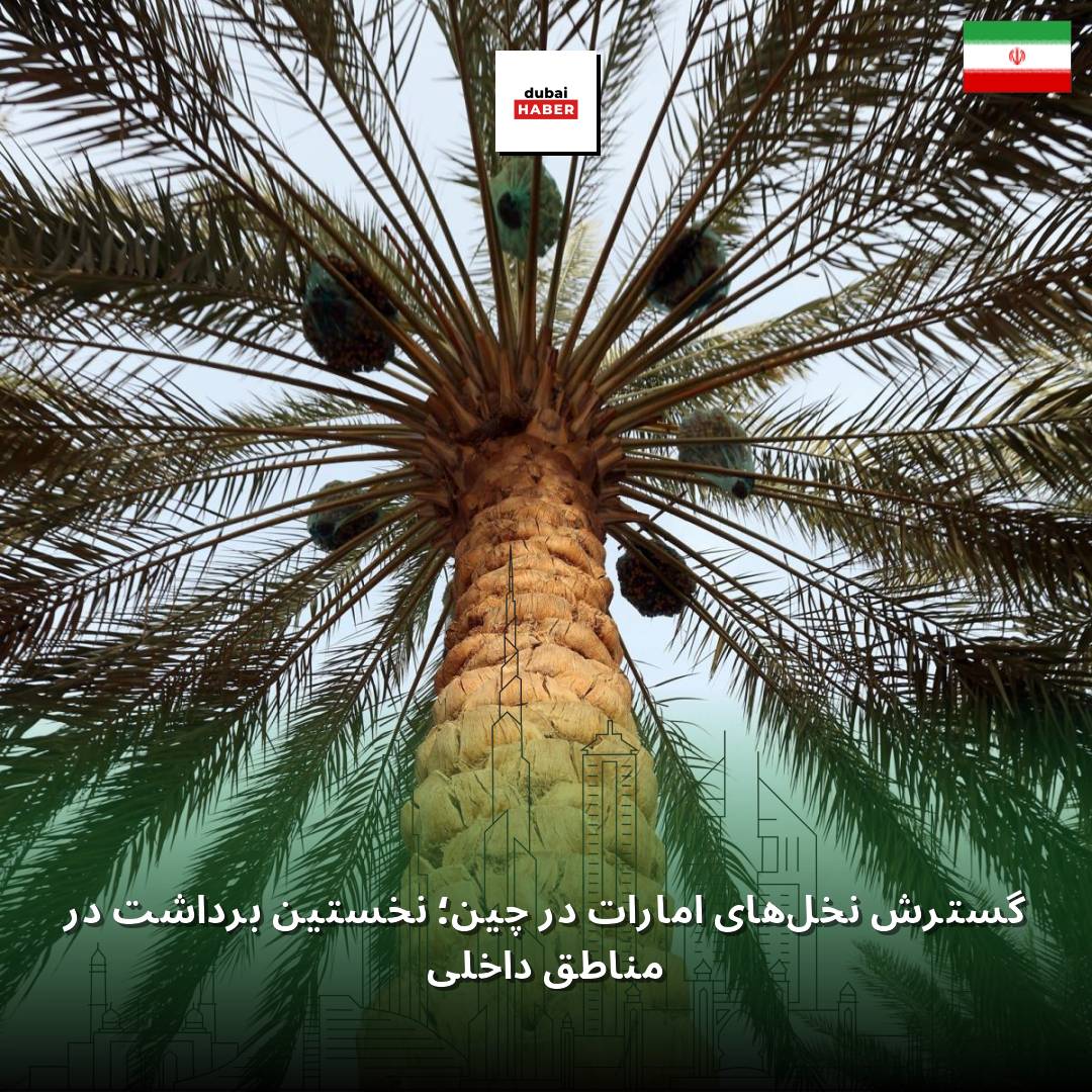 گسترش نخل‌های امارات در چین؛ نخستین برداشت در مناطق داخلی