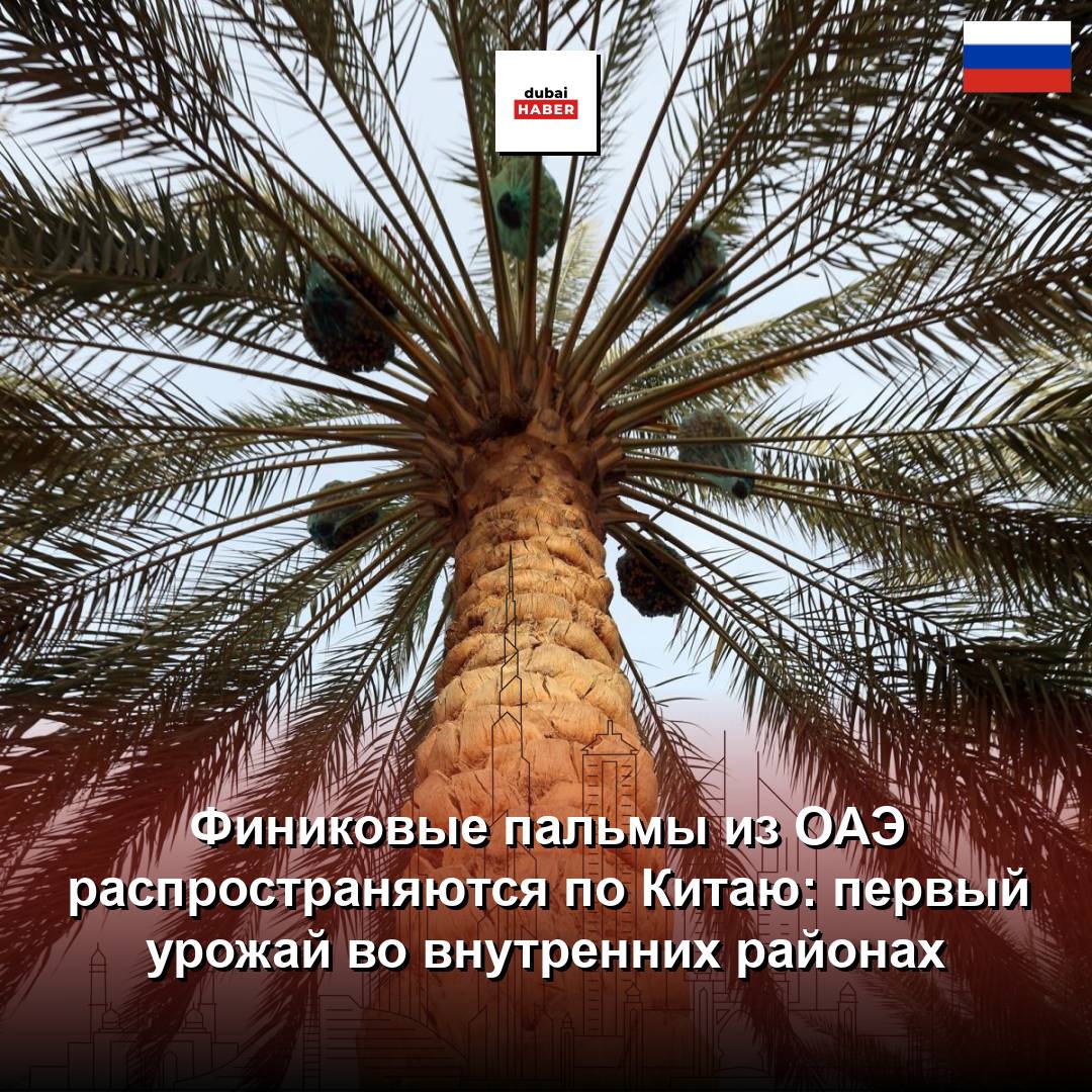 Финиковые пальмы из ОАЭ распространяются по Китаю: первый урожай во внутренних районах