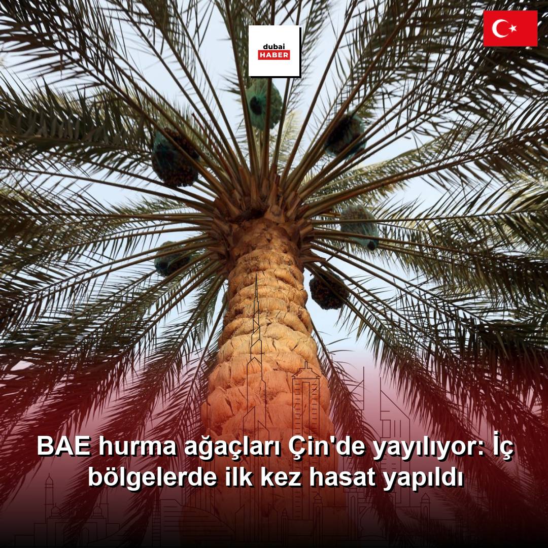 BAE hurma ağaçları Çin'de yayılıyor: İç bölgelerde ilk kez hasat yapıldı