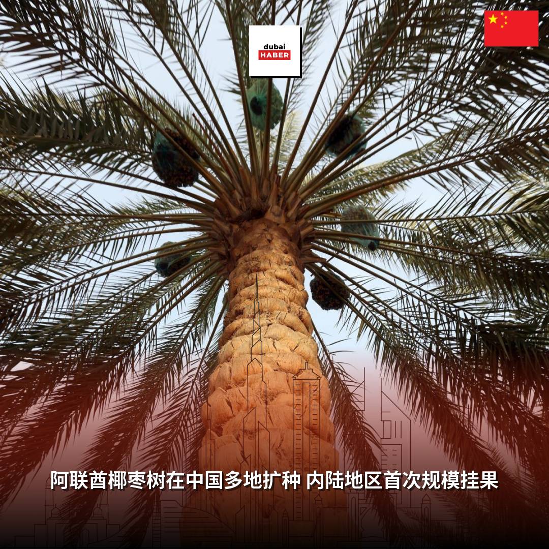 阿联酋椰枣树在中国多地扩种 内陆地区首次规模挂果