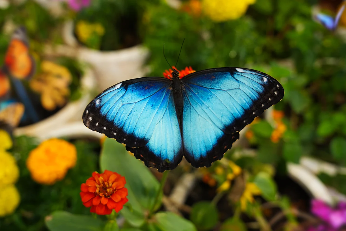 Butterfly Garden, Bu Hafta Açılacak Olan Abu Dabi'nin En Yeni Kapalı Vahşi Yaşam Cazibe Merkezi Olacak