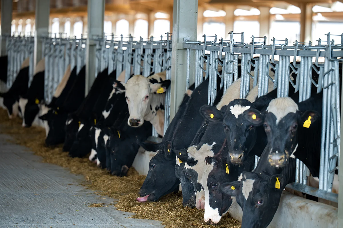 Çölden Süt Çiftliğine: Mleiha'nın Günlük 600 Ton Süt Üreten Sharjah Fabrikasının içinde