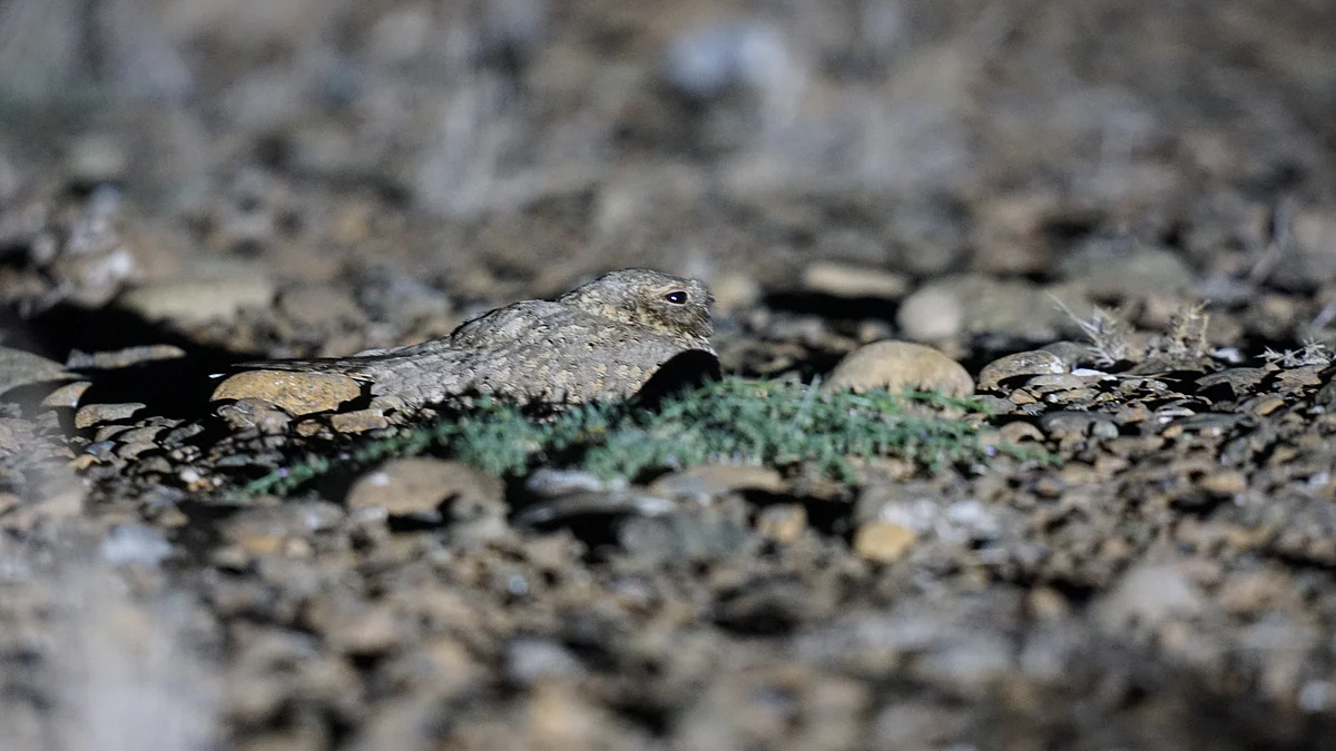 Mısırlı Nightjar, 2021'in Görülmesinden 5 Yıl Sonra BAE'nin Wadi Wurayah Rezervine Geri Döndü