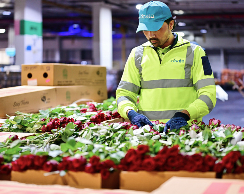 Dubai Çiçek Merkezi: BAE'nin Dnata'sı 5 Günde 227.000 Kg Sevgililer Günü Çiçeğini İşliyor