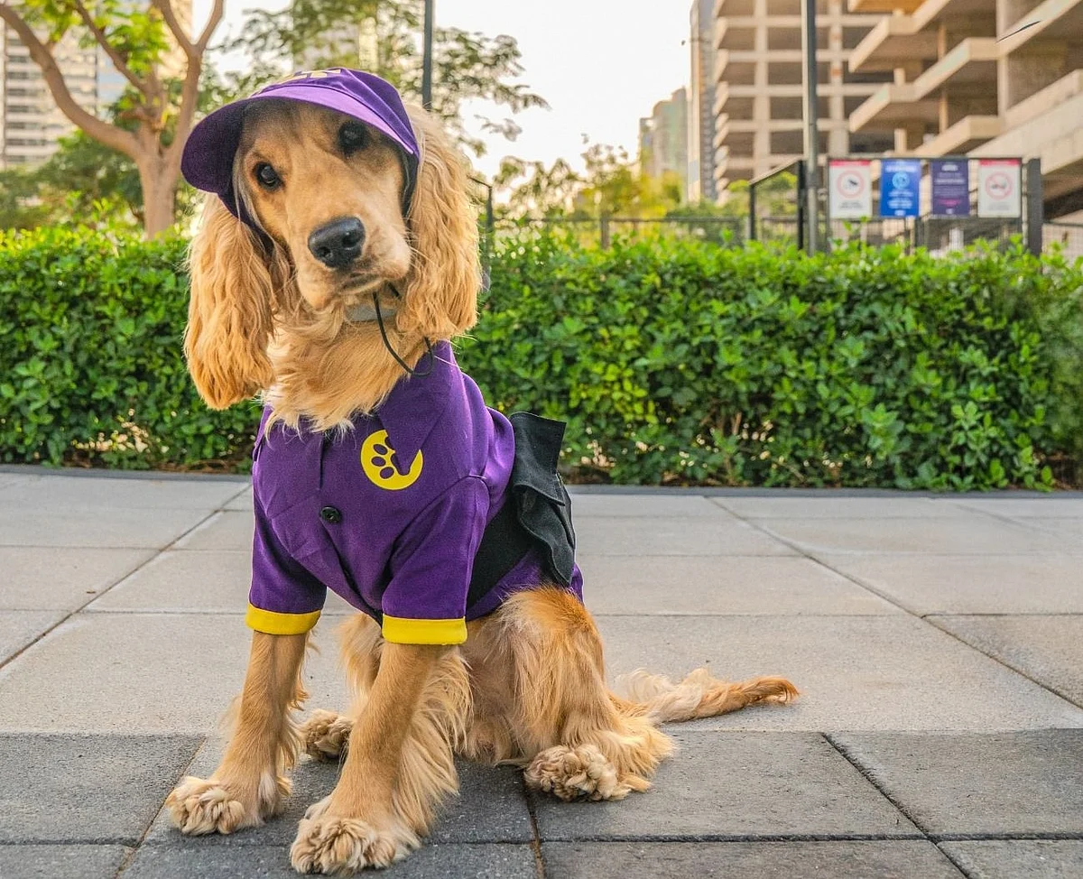 Dubai Community Jlt'nin ilk Baş Köpek Subayı Chase ile Tanışın
