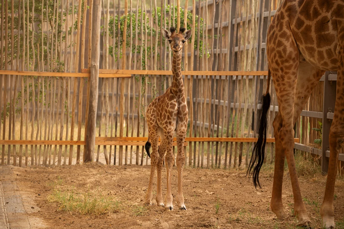 Dubai Safari Parkı Nesli Tükenmekte Olan Türlerin Yavru Zürafasını Ağırlıyor