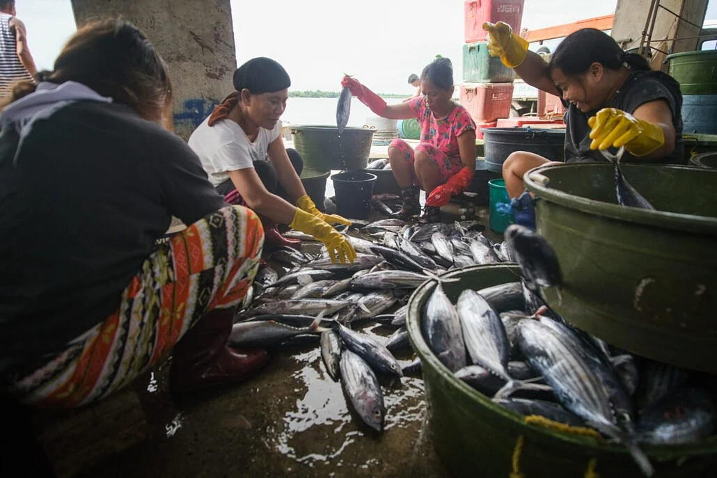Filipinler'de Aşırı Avlanma Yıllık Balık 45 Milyon Kilo Siliyor, Yeni Araştırma Gösteriyor Ki,