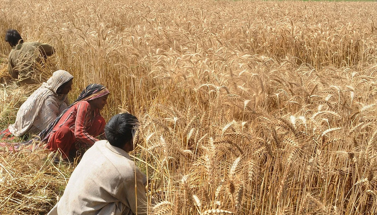 Hindistan, Arz Arttıkça Buğday Stok Sınırlarını Kaldırarak Fiyatları Düşürdü